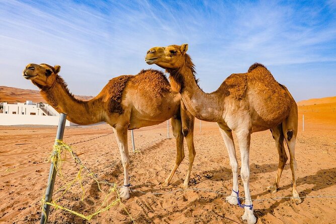 Private 2 Days 1 Night Wahiba Sands Desert and Wadi Bani Khalid Tour - Ibra souq and the old village