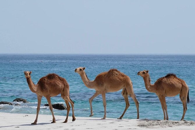 Private Caribian Orient (Swiming in Fazayeh Beach ) - Ayn Sahalnoot and the small lake among limestone