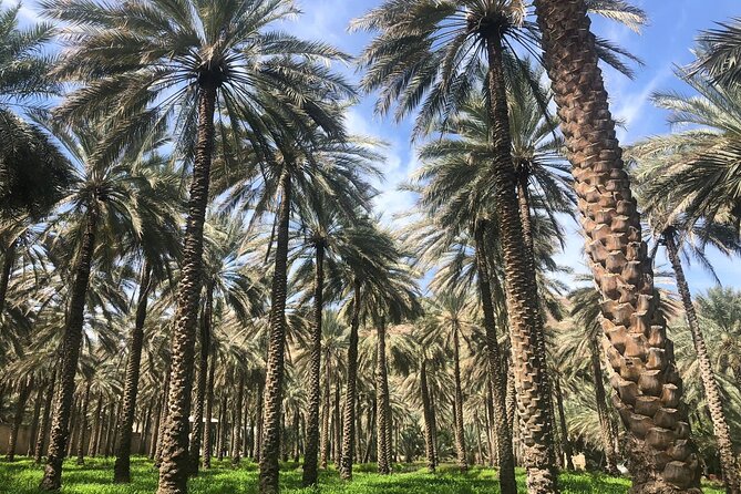 Private Friday Cattle Market-Nizwa and Jebel Akhdar-Full-Day Tour - Nizwa Fort and the view over the old city