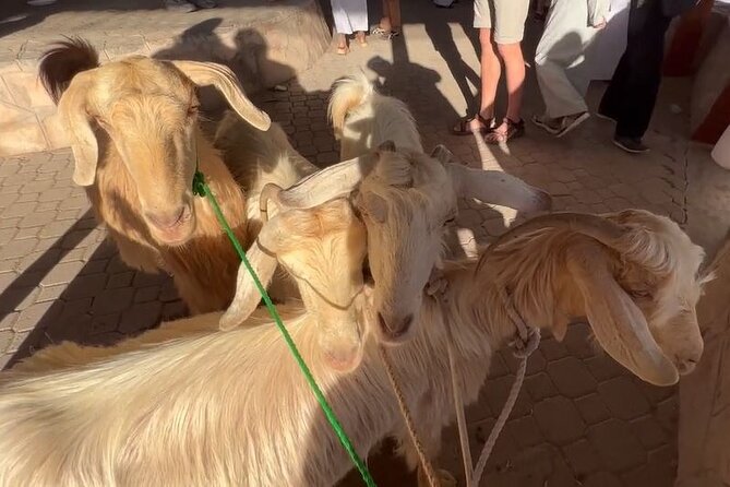 Private Friday Cattle Market-Nizwa and Jebel Akhdar-Full-Day Tour - Nizwa Souq, one hour among everyday goods