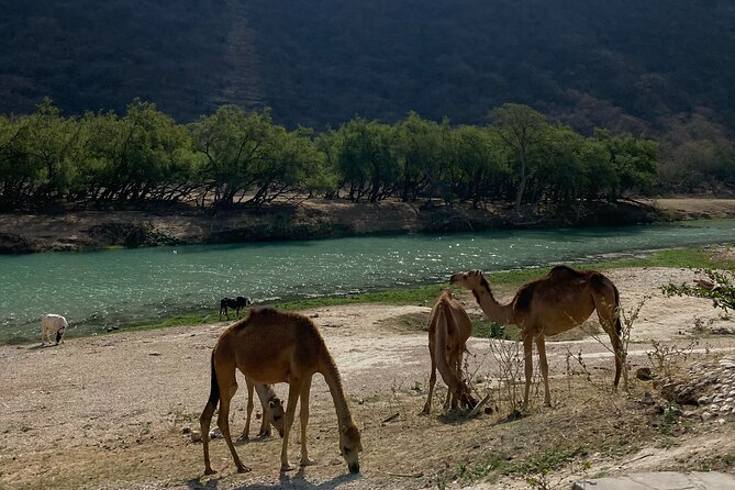 Private Full-Day East Oman Tour from Salalah with Lunch - Mirbat Castle offers history from the outside