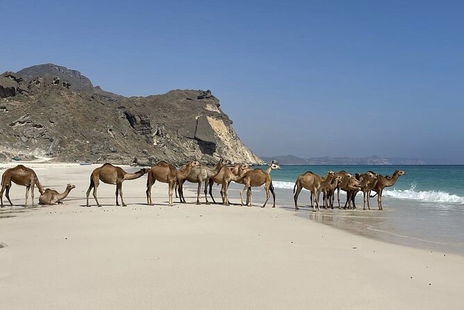 Private Guided Tour to West Beaches of Salalah - Why Salalah’s western coast deserves a full day
