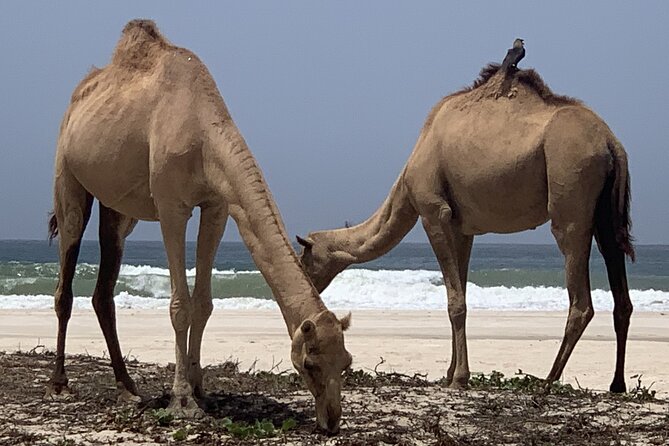 Private Guided Tour to West Beaches of Salalah - What the private price really gets you