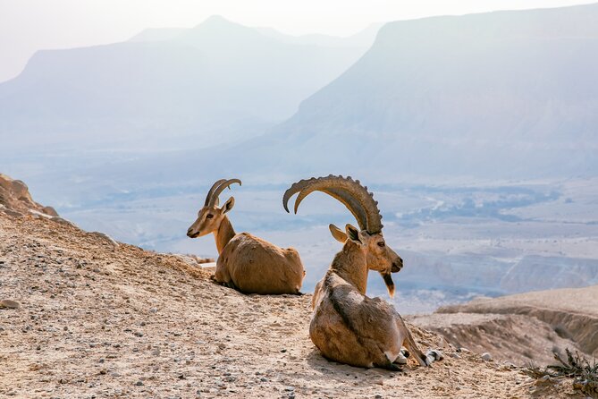 Private Muscat tour to the Grand Canyon Nizwa - From Muscat to Oman’s mountain interior