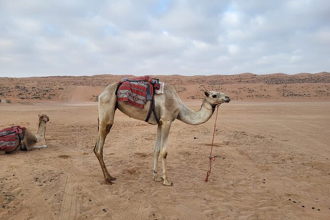 Private Safari tour and Wadi in 4x4 with a local guide - My verdict: book it for variety and personal attention