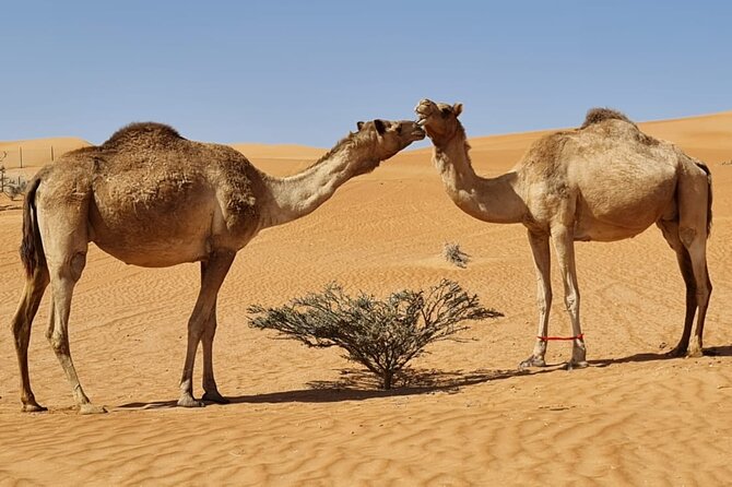 Private Transfer from Muscat to Wahiba Sand Desert by 4WD Vehicle - Leaving Muscat for the desert