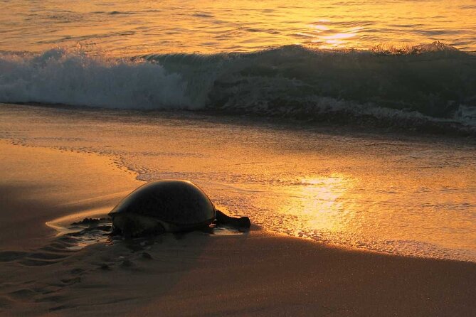 Private Wadi Shab - Ras Al Hadd Overnight - 2 Days Tours - Turtle watching at Ras Al Jinz is the emotional high point