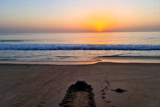 Private Wadi Shab - Ras Al Hadd Overnight - 2 Days Tours - Qalhat adds an ancient stop along the coast