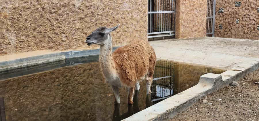 Safari World Zoo and Wahiba Sands with Sunset - What the guides add to the experience