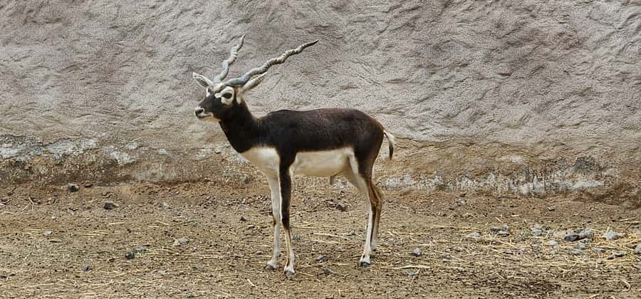 Safari World Zoo and Wahiba Sands with Sunset - Is $100 per person good value?