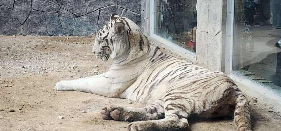 Safari World Zoo and Wahiba Sands with Sunset - Practical details that affect your decision