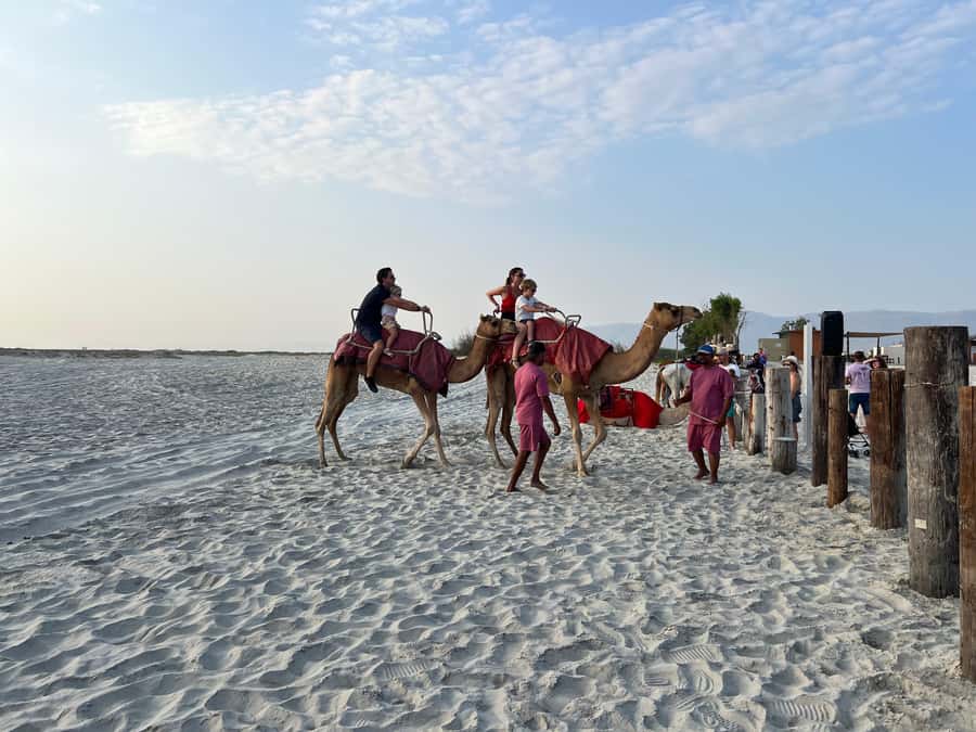 Salalah: Camel Riding on the Beach - Key points to know before you book