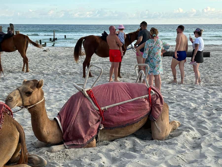 Salalah: Camel Riding on the Beach - The beach setting and sunset payoff