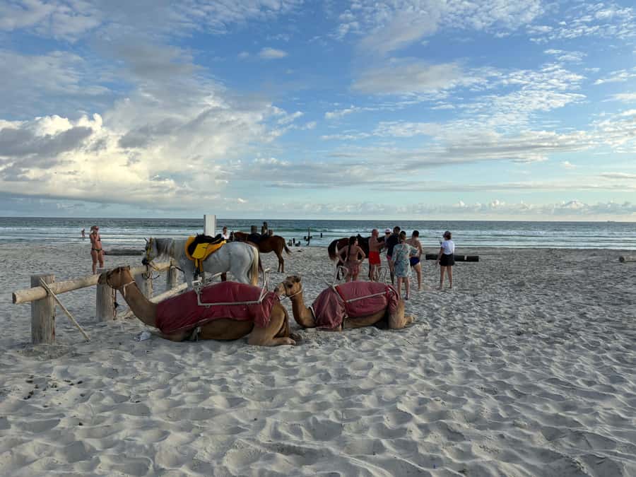 Salalah: Camel Riding on the Beach - How the guides shape the outing