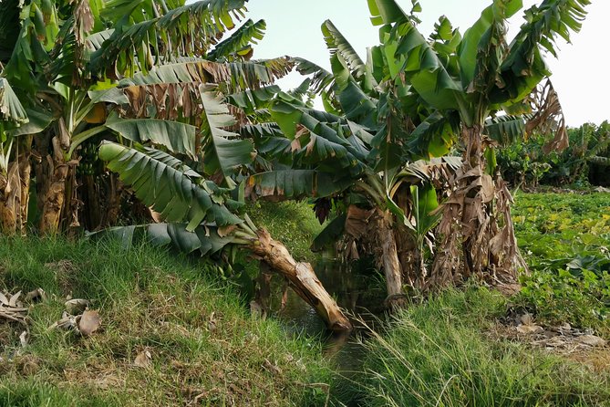 Salalah City private tour - all-inclusive sightseeing tour - Coconut water and the working plantations