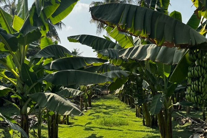 Salalah City Tour: Discover Salalahs Treasures with a Local Guide - What the $125 price gives you