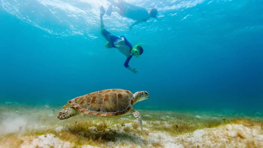 Salalah: Discover Mirbat's Snorkeling Paradise Guided Tour - Key points to know before booking