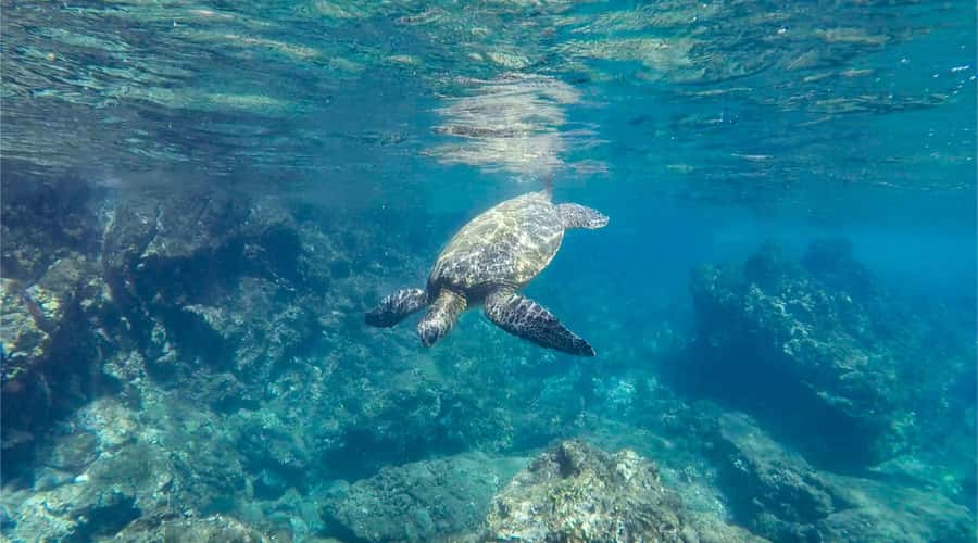 Salalah: Discover Mirbat's Snorkeling Paradise Guided Tour - From Salalah to Mirbat, a useful half-day outing