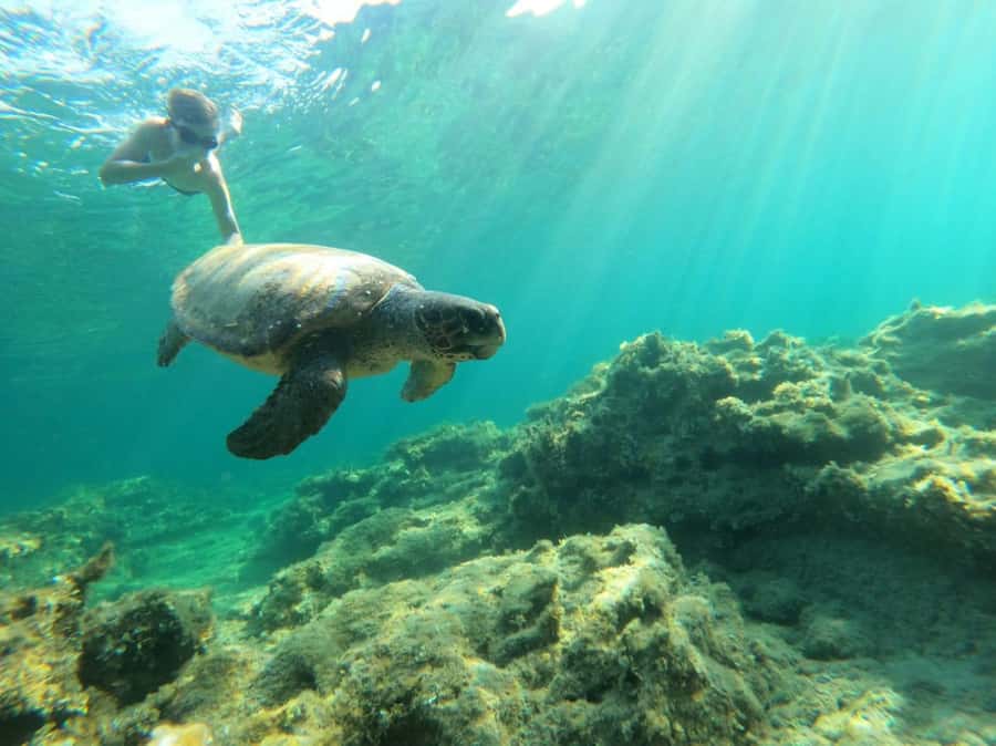 Salalah: Discover Mirbat's Snorkeling Paradise Guided Tour - What you may see below the surface