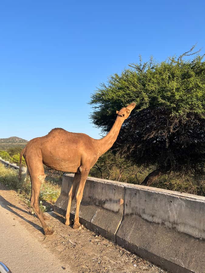 Salalah East Adventure: Waterfalls, Mountain & Safari - Is $180 per person fair value?