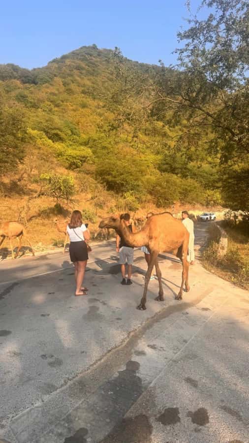 Salalah East Tour: Taqah , Darbat waterfall,camel's baobab - Timing, comfort, and practical planning