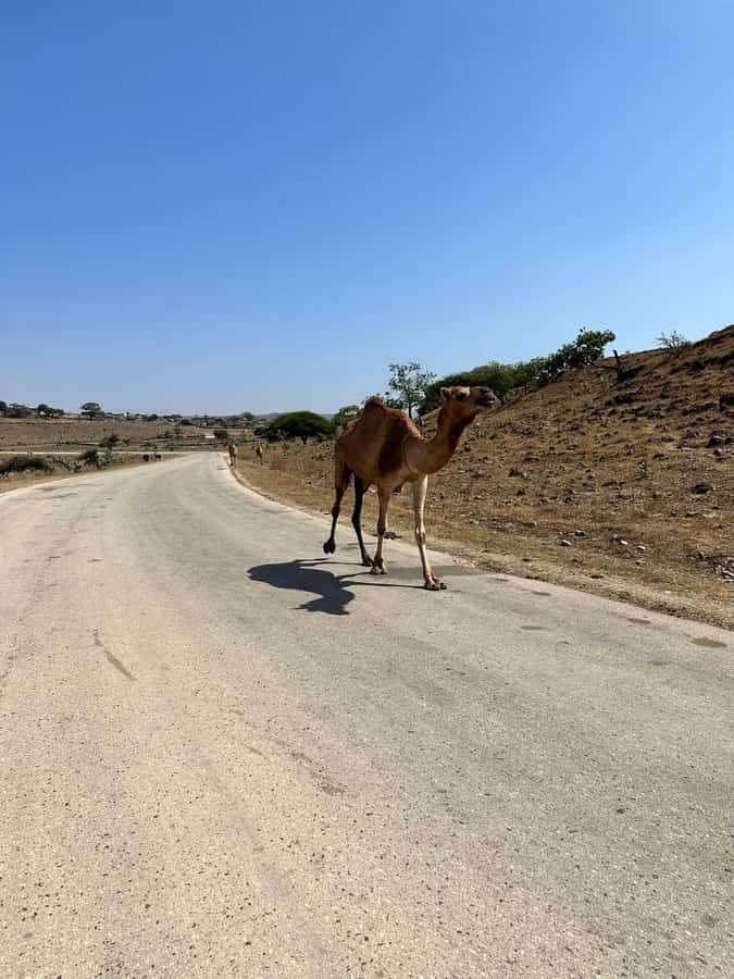 Salalah: Half-Day Guided Tour to Wadi Darbat & Mount Samhan - What the $110 price really covers