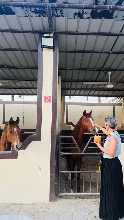 Salalah: Horse Riding by the Beach - Riding Salalah’s coast at sunset