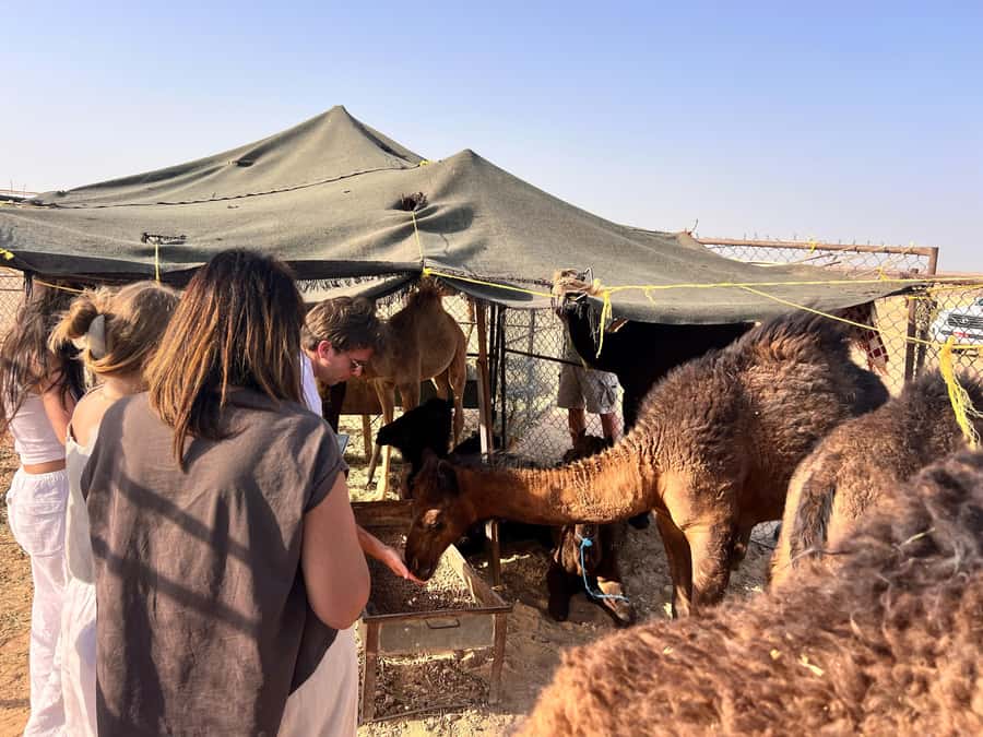 Salalah: Sunset Desert Safari - Rub Al Khali - Empty Quarter - From Dhofar greenery to the Empty Quarter