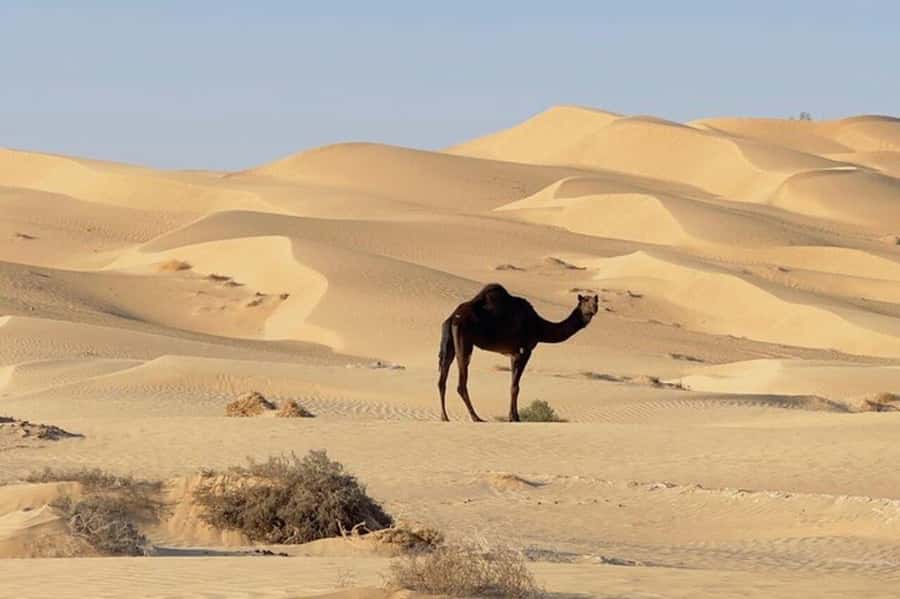 Salalah: Sunset desert safari tour in salalah(private tour) - Who should book this tour