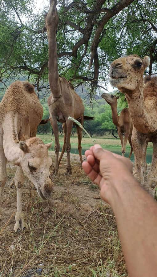 Salalah: Wadi Darbat, ,Teeq Cave - Baobou Trees Tour - A countryside day east of Salalah