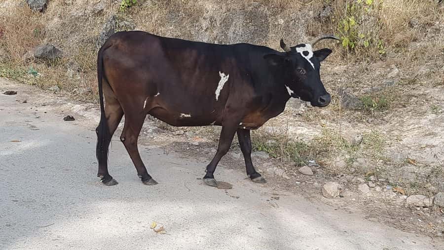 Salalah: Wadi Darbat, ,Teeq Cave - Baobou Trees Tour - Wadi Darbat, the tour’s seasonal centerpiece