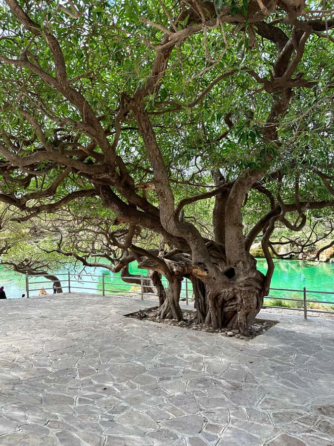 Salalah: Wadi Derbat, Jabal Samhan, & Sinkhole Private Tour - Taiq Cave beside one of Earth’s largest sinkholes
