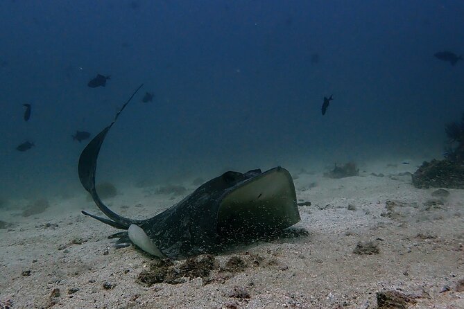 Scuba Diving Adventure in Musandam, Oman - Key points at a glance