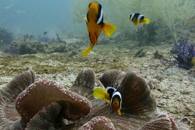 Scuba Diving Adventure in Musandam, Oman