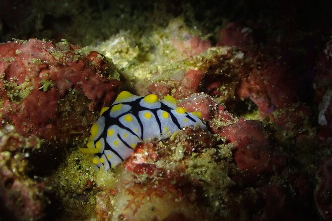 Scuba Diving Adventure in Musandam, Oman - Sea life, coral, and realistic expectations