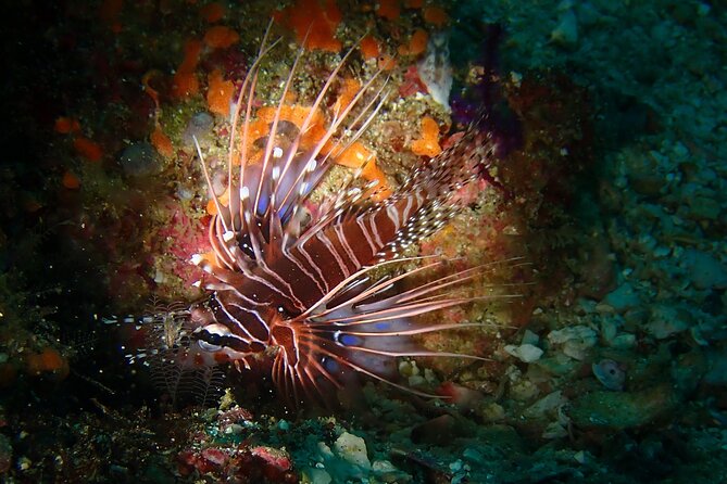 Scuba Diving Adventure in Musandam, Oman - The guides and the safety approach