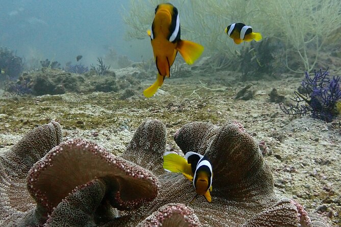 Scuba Diving Adventure in Musandam, Oman - The boat ride and equipment setup