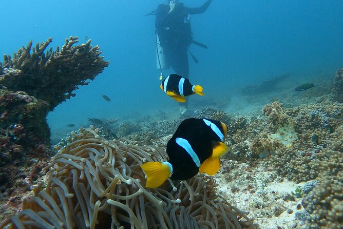 Scuba Diving in muscat - Getting comfortable in the scuba gear