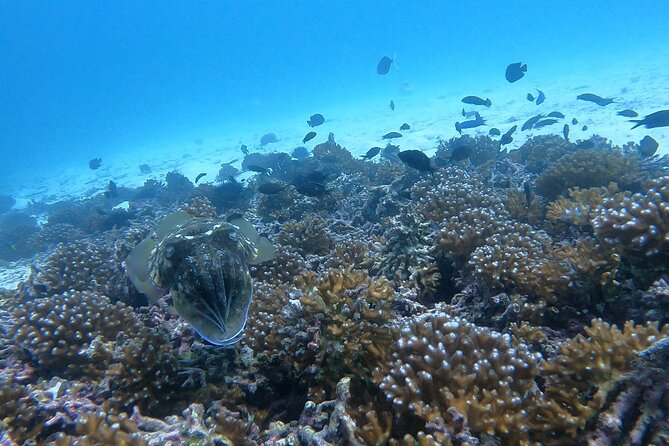 Scuba Diving in muscat - A four-hour outing with practical extras