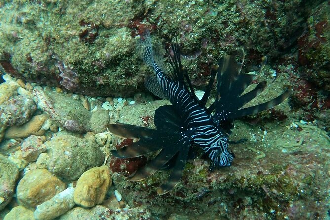 Scuba Diving in muscat - Who will get the most from this trip