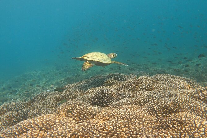 Scuba Diving in muscat - What the strongest feedback tells me