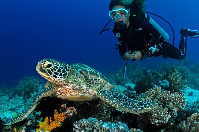 Scuba Diving to Dimaniyat Islands Muscat Oman - Why the Daymaniyat Islands are Muscat’s top sea outing