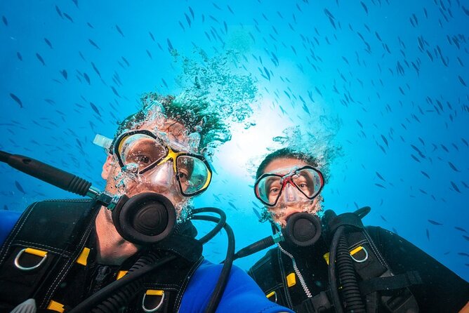 Scuba Diving to Dimaniyat Islands Muscat Oman - Turtles are the most reliable wildlife draw