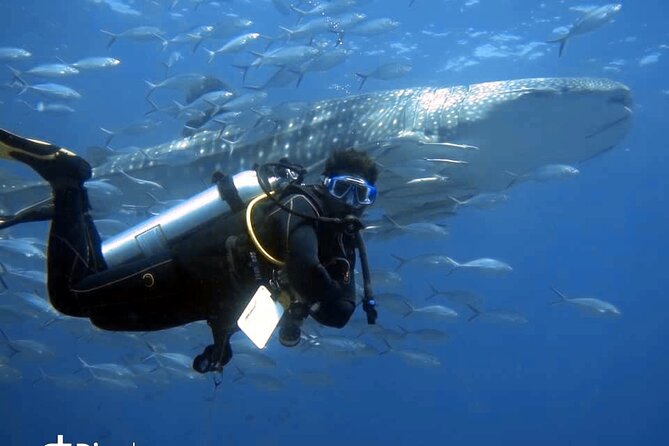 Scuba Diving Trips to Dimaniyat Islands - Key points to know before you book