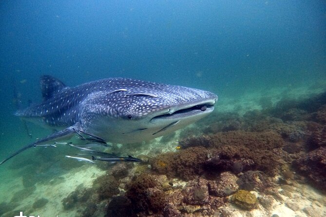 Scuba Diving Trips to Dimaniyat Islands - Leaving Muscat from Al Seeb Port