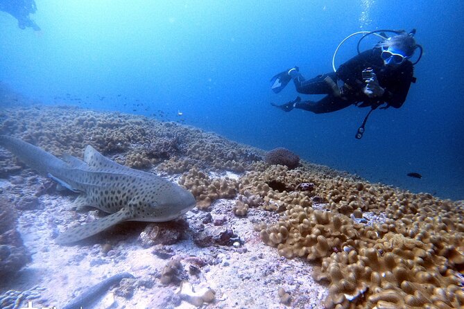 Scuba Diving Trips to Dimaniyat Islands - How the smaller group changes the experience
