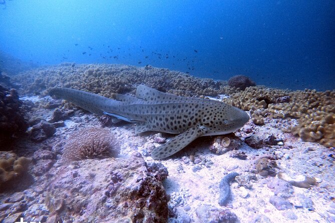 Scuba Diving Trips to Dimaniyat Islands - Reaching the Daymaniyat Islands by boat
