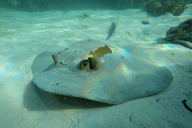 Snorkeling Adventure to Daymaniat Islands - Key points to know before booking
