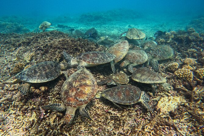 Snorkeling Adventure to Daymaniat Islands - The 7:55 a.m. start at Al Mouj