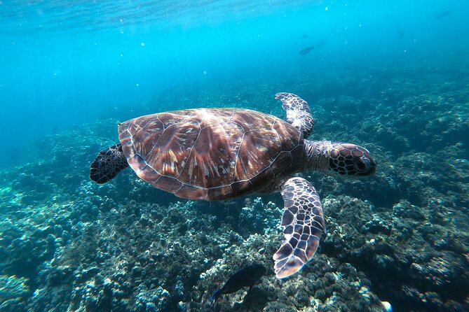 Snorkeling Adventure to Daymaniat Islands - The seasonal island beach stop